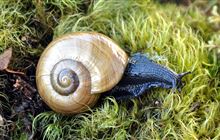 Rare snails get respite from being eaten alive
