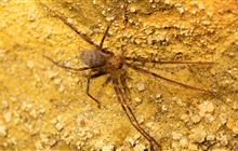 Solitude sees rare spider numbers increase