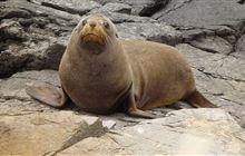 Man fined, dogs ordered to be destroyed for prolonged dog attack on seal