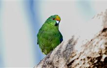 Stoat intruder caught on predator-free Oruawairua/Blumine Island