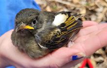 “It takes a village!” Hihi spread their wings after record breaking breeding season