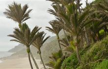 Nīkau palm