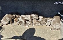 Dumped puppies prompt DOC investigation