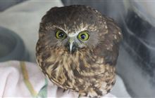 Watch out for ruru/morepork