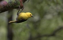 DOC ramps up pest control ahead of major mast