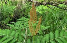 Royal fern is a royal pain