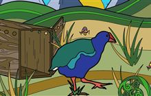 Takahē activities