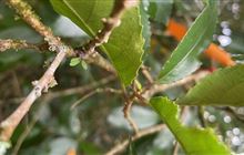 Leaves of hope; first signs of mistletoe success at Pirongia