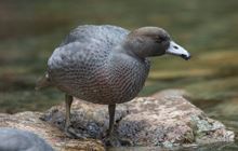 Blue duck/whio monitoring