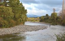 Taupō fishery respond to 1080 misinformation