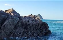 Call for public information on Auckland marine mammal cases