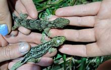 World’s oldest gecko found in North Canterbury