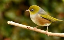 Identify common birds in your local nature space