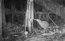 Kaitake cameras reveal impact of sustained predator control