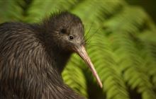 Surprise kiwi encounter rewards safe driver