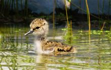 Calling Mackenzie bird spotters – DOC needs you!