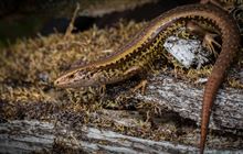 Fenced sanctuary closer for skink on the brink