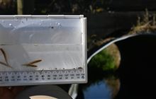 ‘Precious’ threatened fish found in Waimatuku