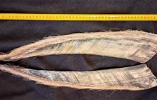 Whale baleen saga – and how it came home
