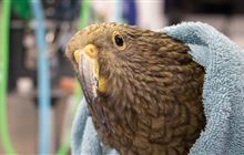Shot kea released after lengthy recovery