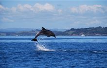 New insights into Bay of Islands dolphins