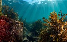 New protections and new funds for Hauraki Gulf