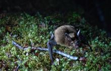 Predator control planned to protect rare bats