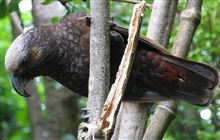 Sex balance revealed among Pureora kākā