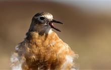 Predator control positive news for pukunui