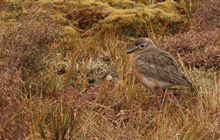 Pukunui chicks bring hope for survival