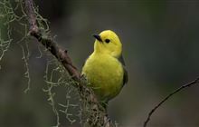 Glimmers of hope for brightest bird