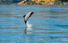 Trip limits to protect Akaroa Hector’s dolphins