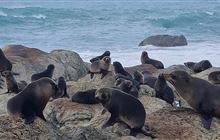 New threat facing our native fur seals