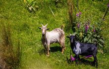 Hunters and landowners called to action: National Wild Goat Hunting Competition returns