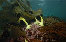 Marine ecosystems research programme: Our work