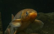 Tiny tags could reveal fish sex secrets